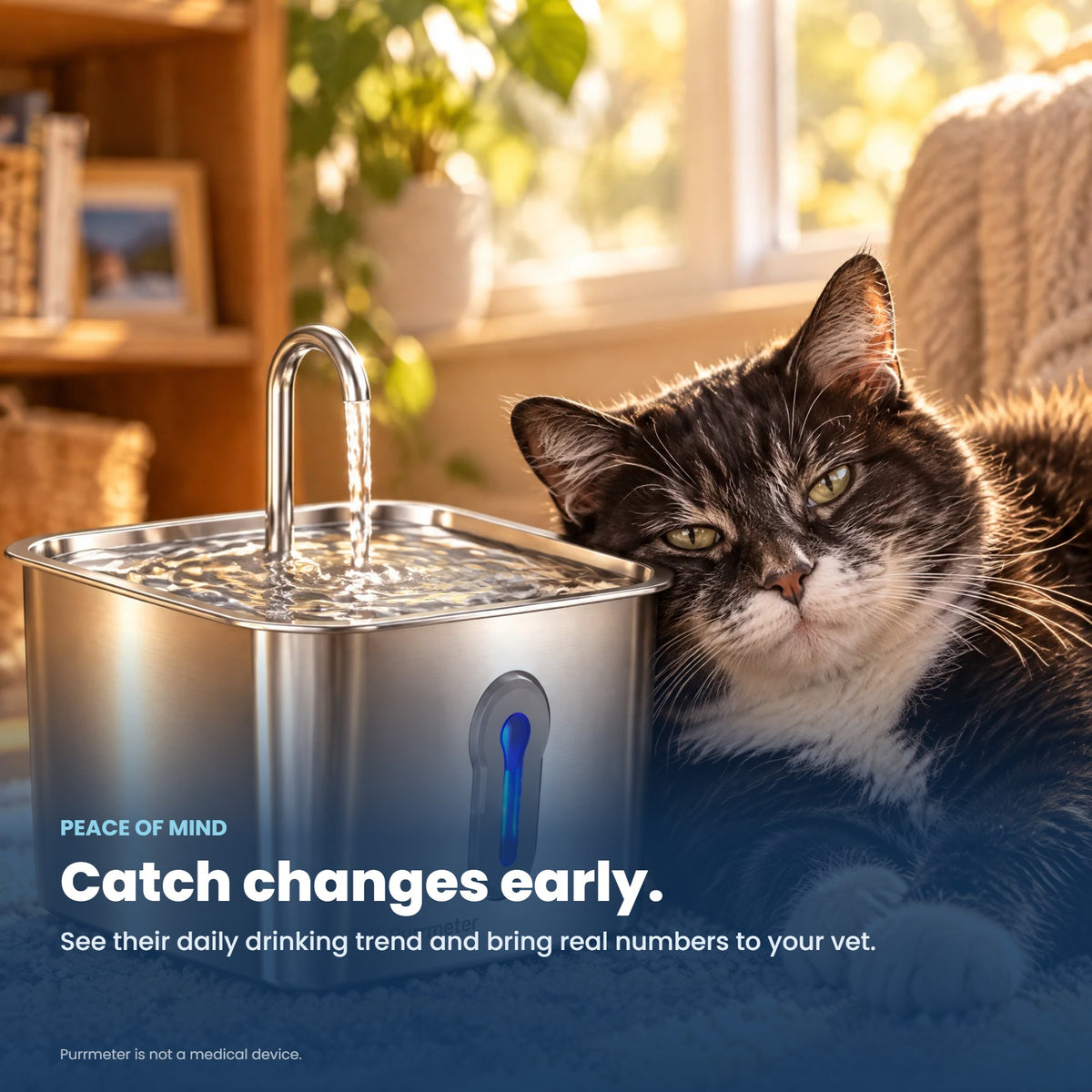 Senior cat resting next to Purrmeter fountain