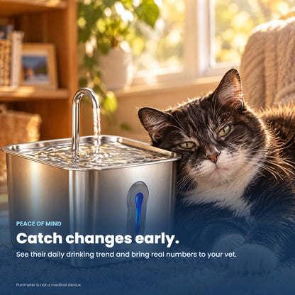 Senior cat resting next to Purrmeter fountain