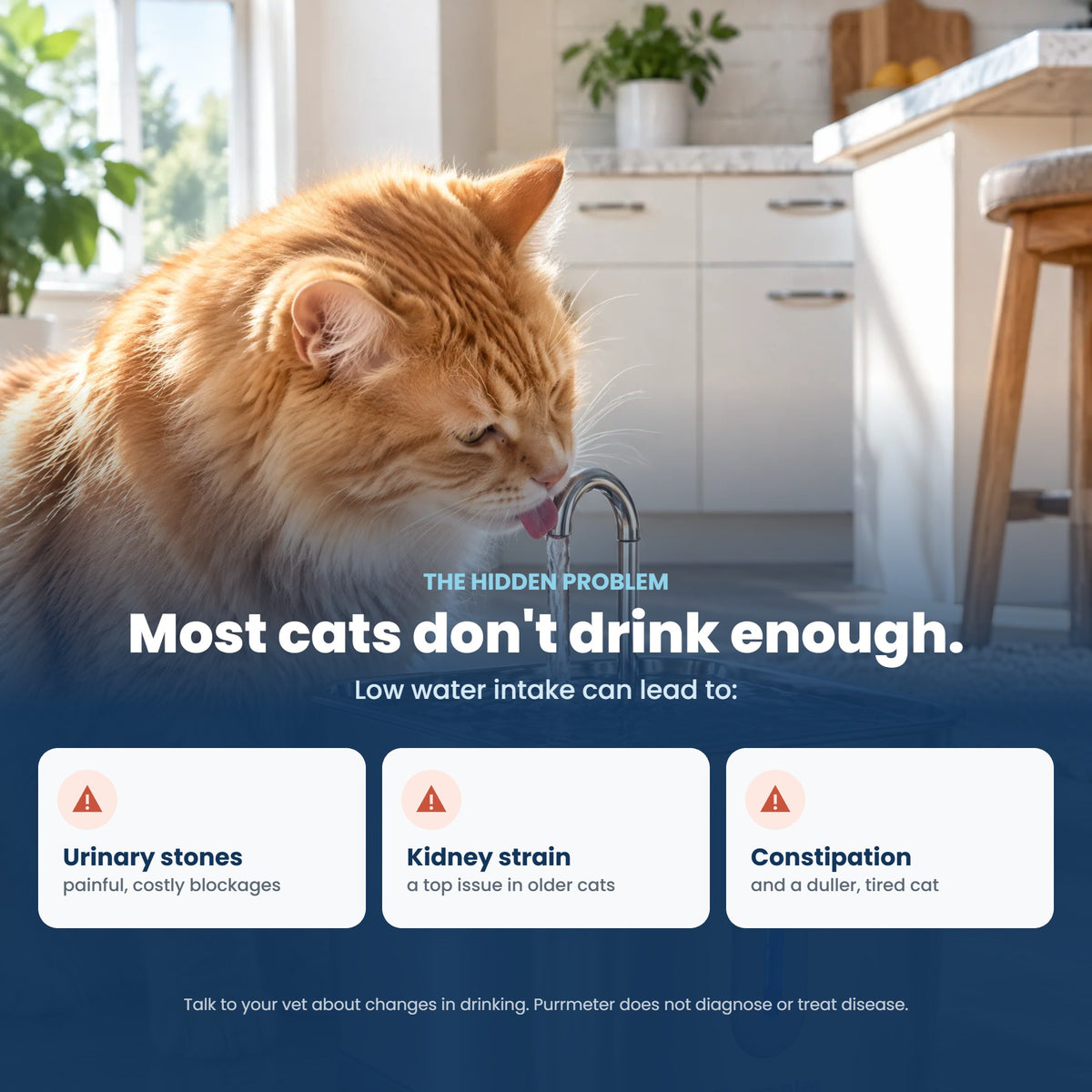 Low water intake in cats can lead to urinary stones, kidney strain and constipation